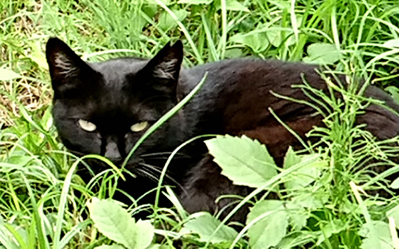 和光市公園の黒猫さん